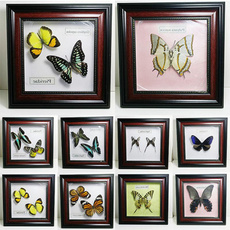 butterfly, Photo Frame, Stereo, Square