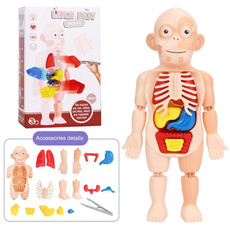 Toy, humanbodymodel, Children's Toys, medicalteachingtool