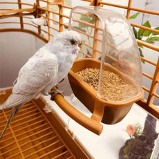 Box, Container, Parrot, Pets