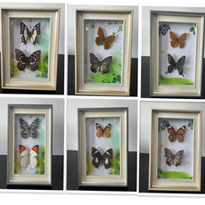 butterfly, Decor, collectionbutterfly, specimen