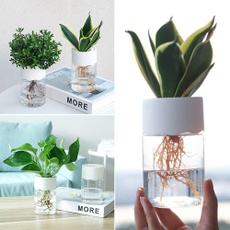 Bonsai, Plants, waterplantingvase, hydroponic