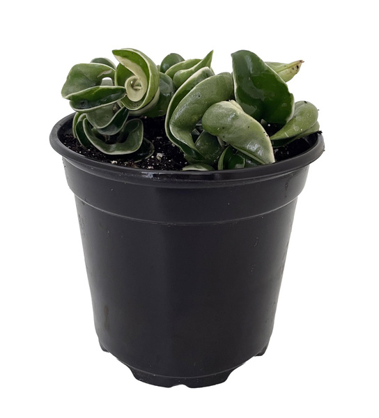 Variegated Hindu Rope Plant Hoya carnosa variegata 4" Pot Wish