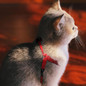 thumbnail - 6