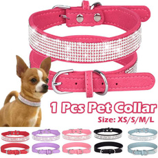 Pets, Dogs, puppy, Collar