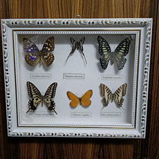 butterfly, Home & Kitchen, Gifts, Home & Living