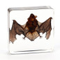 thumbnail - 1