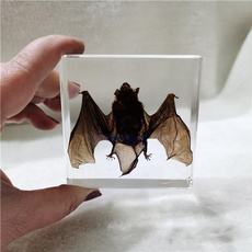 resinspecimen, Bat, batspecimen, Animal
