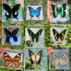 butterfly, Real, Natural, Gifts