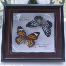 butterfly, living, Gifts, Photo