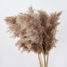 phragmite, Decor, Flowers, Natural