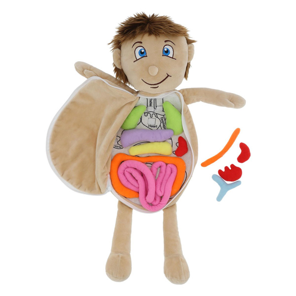 Body Organs Toys, Human Body Organs Learning Toys Comfortable Practical ...