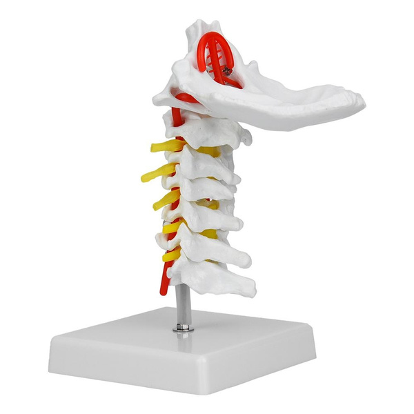 Ymiko Cervical Spine Model 1:1 Anatomical Model for Science Display ...