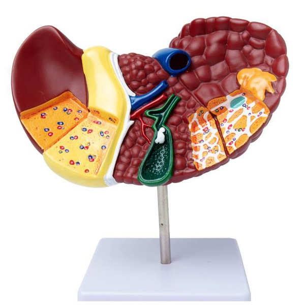 Human Liver Model 1:1 Anatomy Teaching Model Medical Display Digestive 