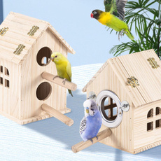 Box, Parrot, Pets, house