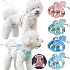 puppy, Pets, Harness, Dogs