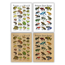 poisondartfrogspicture, art, kidsroomwalldecor, frogsoftheworldprint