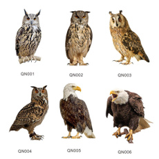 Owl, Outdoor, Garden, Tree