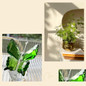 thumbnail - 10