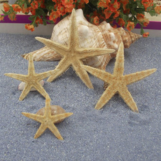 Decorative, Natural, starfish, Beach