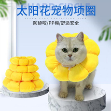 weibo, elizabeth, Sunflowers, Pets