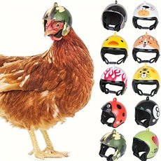 poultry, Helmet, Fashion, Parrot