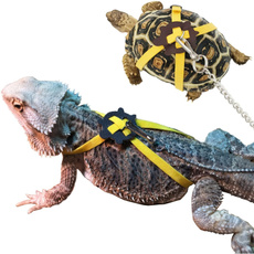 Turtle, And, tortoise, 