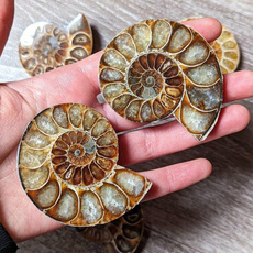 ammonite, Fossils & Minerals, shells, Gifts
