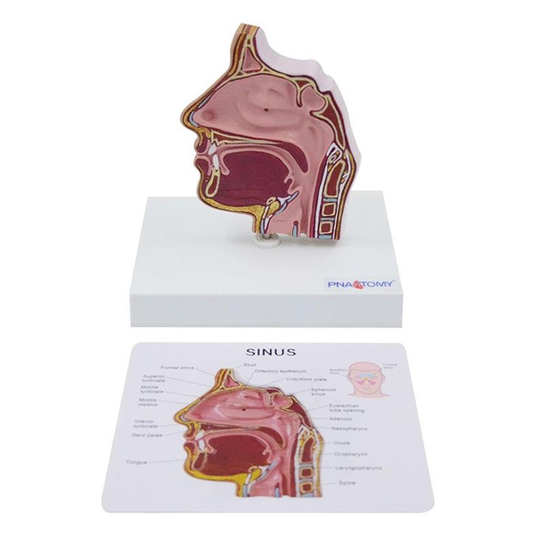 Nasal Model Sinus Turbinate Oral, Nasal and Throat Anatomical Teaching ...