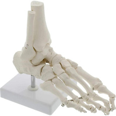 joint, palm, Skeleton, Nature