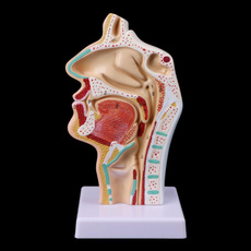 postage, Medical, nasal, anatomical