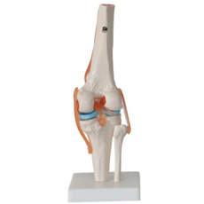 decoration, Skeleton, anatomy, joint