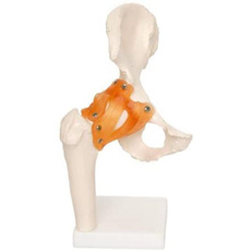 pain, Skeleton, anatomical, anatomy