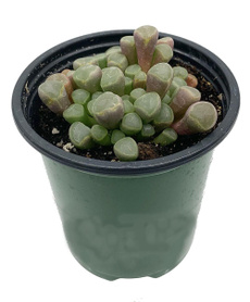 Baby, Plants, Pot