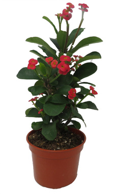 Plants, crown, Pot