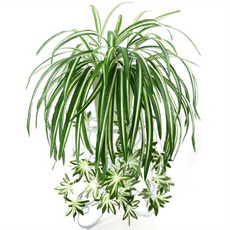 Plants, Flowers, Wall, Hanging